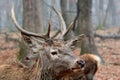 Buck deer stag Royalty Free Stock Photo