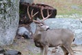 Buck Deer with Trophy Antlers Royalty Free Stock Photo