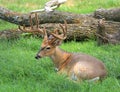 Buck deer in velvet