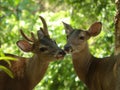 Buck and doe deer Royalty Free Stock Photo