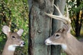 Buck and doe in forest Royalty Free Stock Photo