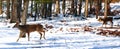 Buck and Doe walk through woods Royalty Free Stock Photo