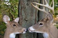 Buck and Doe in woods Royalty Free Stock Photo