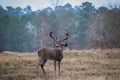 Buck with drop horn in field