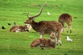 Buck Fallow Deer with Does. Royalty Free Stock Photo