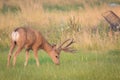 Buck feeding in a green Field