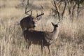 Buck in full rut following a doe in heat