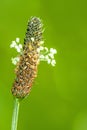 Buck-horn plantain