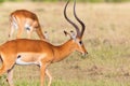 Buck Impala antelope Royalty Free Stock Photo