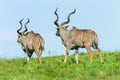 Buck Kudu Animals Walking Plateau Wildlife Royalty Free Stock Photo