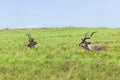 Buck Kudu Bulls Grasslands Wildlife Animals Royalty Free Stock Photo