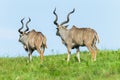 Buck Kudu Bulls Grasslands Wildlife Animals Royalty Free Stock Photo