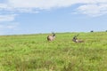 Buck Kudu Bulls Grasslands Wildlife Animals Royalty Free Stock Photo