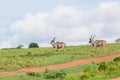 Buck Kudu Walking Grasslands Wildlife Animals Royalty Free Stock Photo