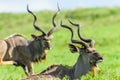 Buck Kudu Bulls Wildlife Animals Royalty Free Stock Photo