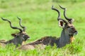 Buck Kudu Bulls Wildlife Animals Royalty Free Stock Photo