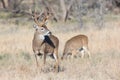 Buck looking over his herd of does