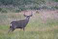 Buck Mule Deer, Odocoileus hemionusin, the Mountains of Southern California Royalty Free Stock Photo