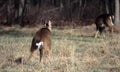 Buck Marking Territory Royalty Free Stock Photo