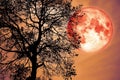 buck moon on night sky back over silhouette dark forest