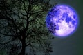 buck moon on night sky back over silhouette dark forest