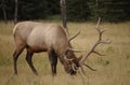 Buck/Moose Royalty Free Stock Photo