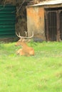 Buck Mule Deer.