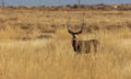 Buck Mule Deer in Autumn in Colorado