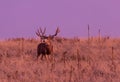 Buck Mule Deer in Autumn in Colorado at Sunrise Royalty Free Stock Photo