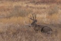 Buck Mule Deer Bedded in Colorado in Autumn Royalty Free Stock Photo