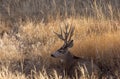 Buck Mule Deer Bedded in Autumn in Colorado Royalty Free Stock Photo