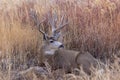 Mule Deer Buck Bedded in Autumn Royalty Free Stock Photo