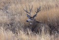 Mule Deer Buck Bedded in Autumn in Colorado