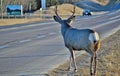 Buck Mule deer cross's the road Royalty Free Stock Photo