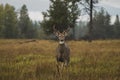 Buck mule deer at glacier national park Royalty Free Stock Photo