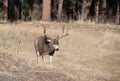 Buck mule deer with large antlers walking through golden field meadow in Rocky Mountains, Colorado, USA Royalty Free Stock Photo