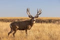 Buck Mule Deer in Autumn in Colorado