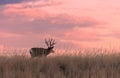 Buck Mule Deer at Sunset in Fall in Colorado Royalty Free Stock Photo