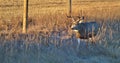 Buck Mule deer in the sunrise Royalty Free Stock Photo