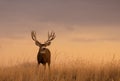 Buck Mule Deer at Sunset in Colorado Royalty Free Stock Photo