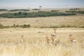 Buck noticing predators in the Masai Mara, Kenya