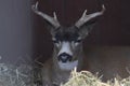 Buck Sitka Black Tail Deer in the Alaska Wildlife Conservation Center