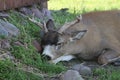 Buck Sitka Black Tail Deer in the Alaska Wildlife Conservation Center