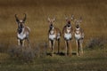 A buck and some doe