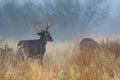 Buck trailing doe Royalty Free Stock Photo