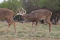 Buck trailing a doe