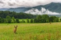 Buck in velvet, Cades Cove, Great Smoky Mountains Royalty Free Stock Photo