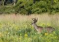 Buck Whitetail Deer Royalty Free Stock Photo