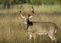 Buck Whitetail Deer