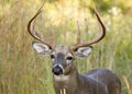 Buck Whitetail Deer